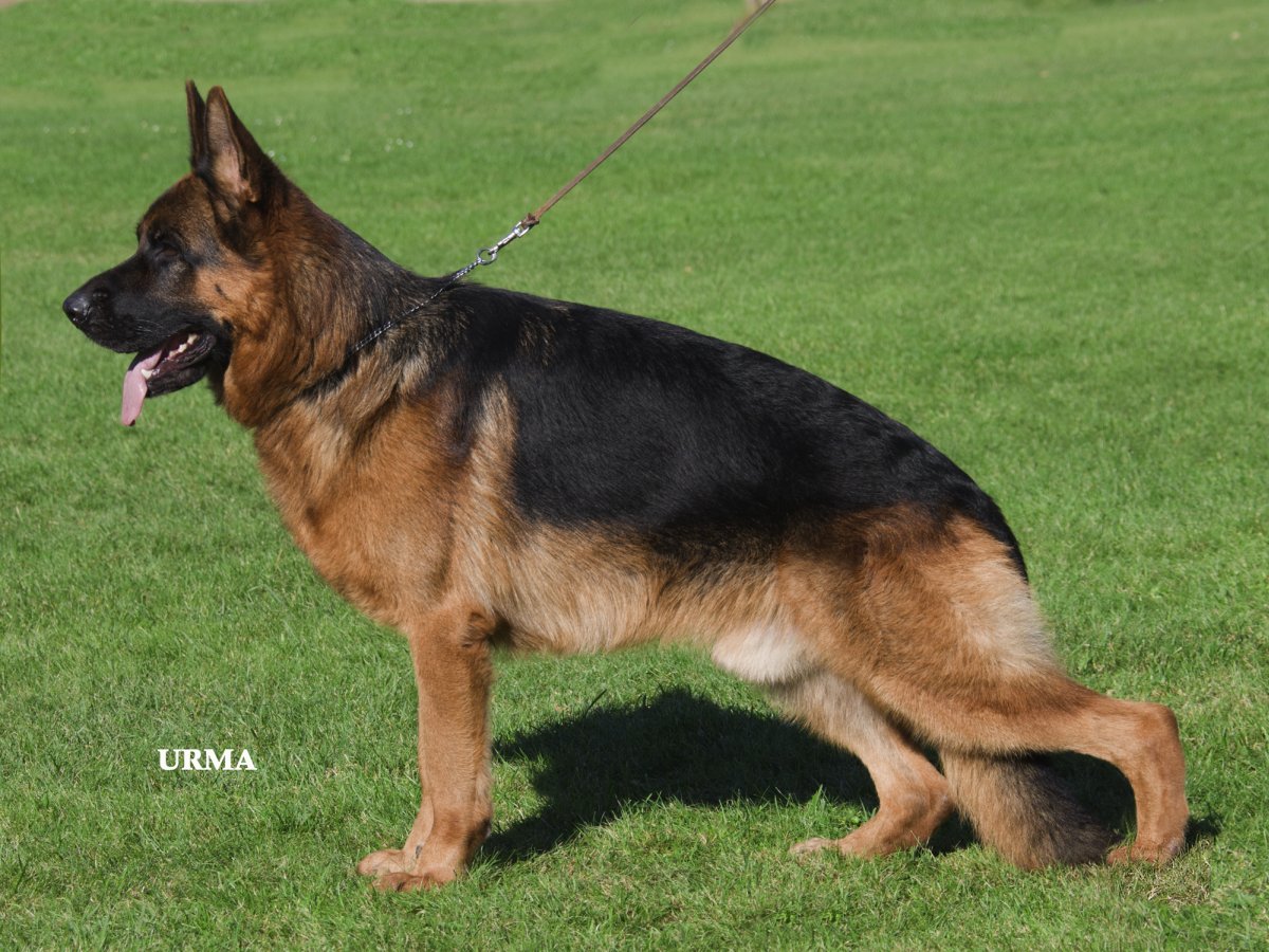 Lennox von Regina Pacis